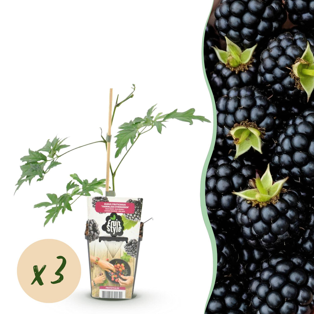 Green boutiQ - Plants fruitiers - Ronce toujours verte - Rubus Thornless Evergreen - Rustique - 3 plantes - Pot 9 cm - Mûre noire