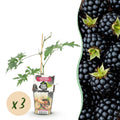 Green boutiQ - Plants fruitiers - Ronce toujours verte - Rubus Thornless Evergreen - Rustique - 3 plantes - Pot 9 cm - Mûre noire