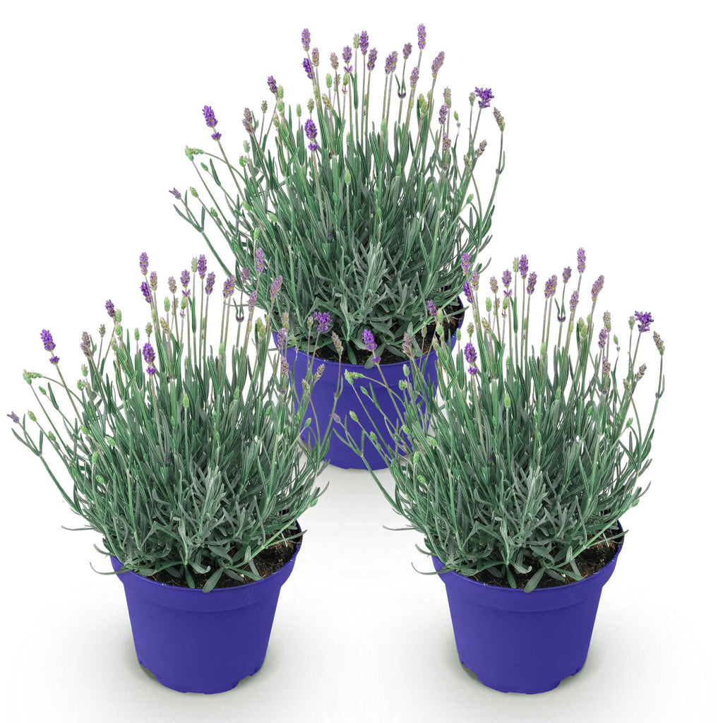Green boutiQ - Plante de jardin - Lavandula angustifolia Hidcote - Lavande - Rustique - Violet - 3 plantes - Pot 12 cm - Hauteur 15-25 cm
