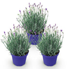 Green boutiQ - Plante de jardin - Lavandula angustifolia Hidcote - Lavande - Rustique - Violet - 3 plantes - Pot 12 cm - Hauteur 15-25 cm