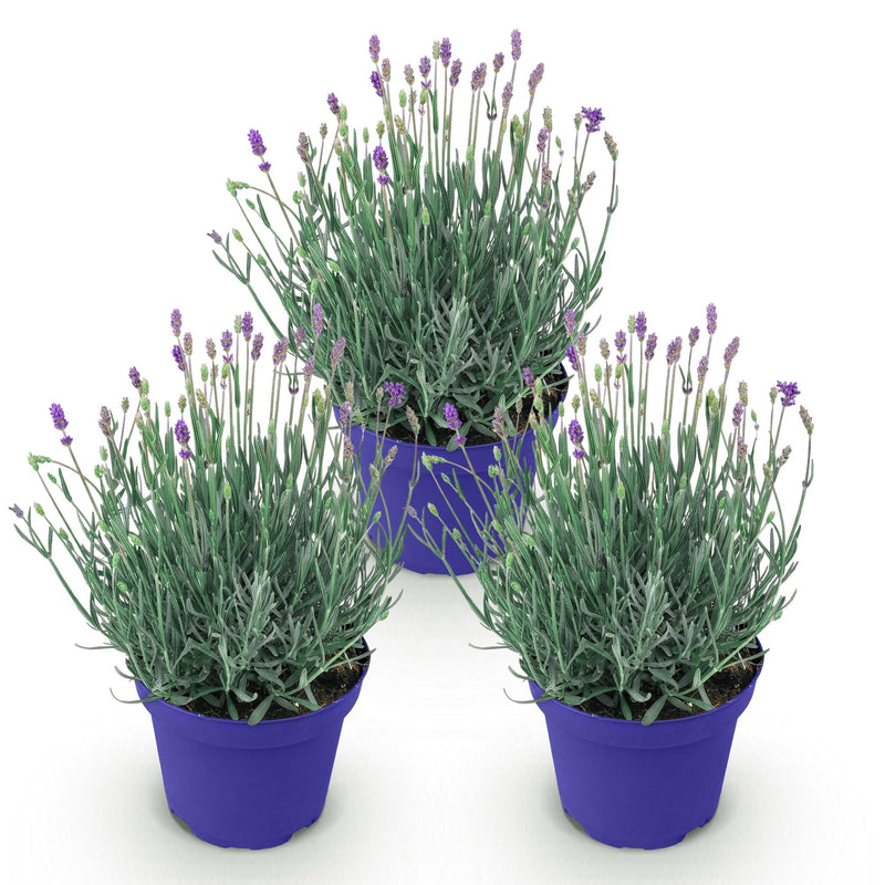 Green boutiQ - Tuinplant - Lavandula angustifolia Hidcote - Lavendel - Winterhard - Paars - 3 Planten - Pot 12cm - Hoogte 15-25cm