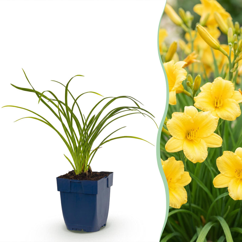 Green boutiQ - Vasteplant - Hemerocallis Stella d'Oro - Daglelie - Bijen en Vlinderlokkers - Geel - 3 Planten - Pot 11cm - Hoogte 15-25cm