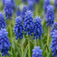 100x Muscari Armeniacum - Armeense druifhyacint - Blauw - Verwilderingsbol - Bolmaat 7/8