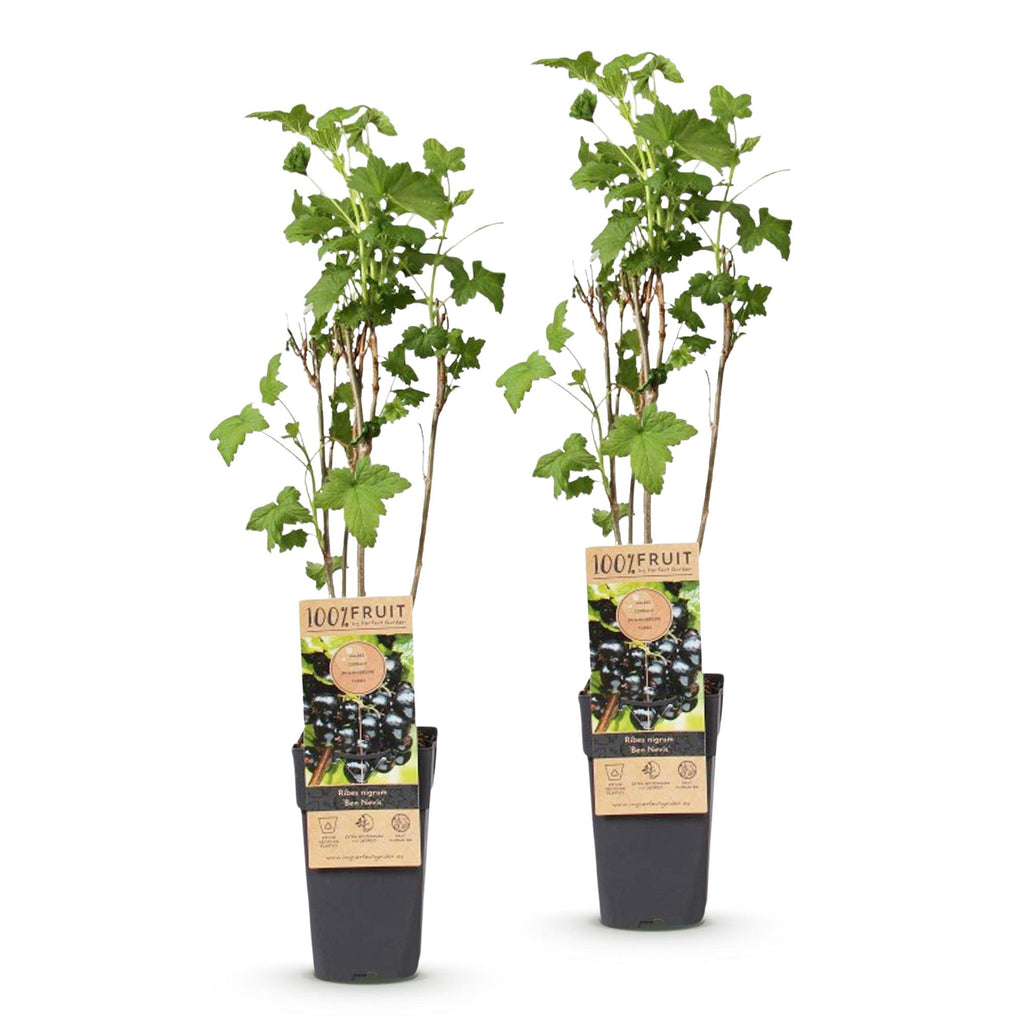 Green boutiQ - Plant fruitier - Ribes nigrum Ben Nevis - Cassissier - Rustique - Cassis - 2 plantes - Pot 15cm - Hauteur 50cm