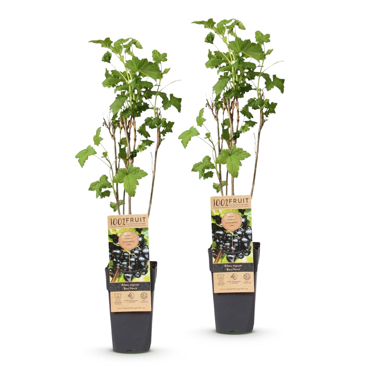 Green boutiQ - Plant fruitier - Ribes nigrum Ben Nevis - Cassissier - Rustique - Cassis - 2 plantes - Pot 15cm - Hauteur 50cm