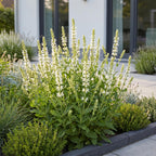 Green boutiQ - Stauden - Salvia nem. Schneehügel - Steppensalbei - Bienen- und Schmetterlingsmagnet - Weiß - 12 Pflanzen - Topf 11cm - Höhe 15-25cm