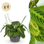 Green boutiQ - Zimmerpflanze - Maranta Fascinator Lemon Lime - Gebetspflanze - Haustierfreundliche Pflanze - Grün - 4 Pflanzen - mit Übertopf Grau - Topf 12cm - Höhe 25cm