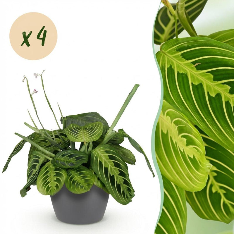 Green boutiQ - Kamerplant - Maranta Fascinator Lemon Lime - Gebedsplant - Huisdiervriendelijke Plant - Groen - 4 Planten - met Potter Grijs - Pot 12cm - Hoogte 25cm