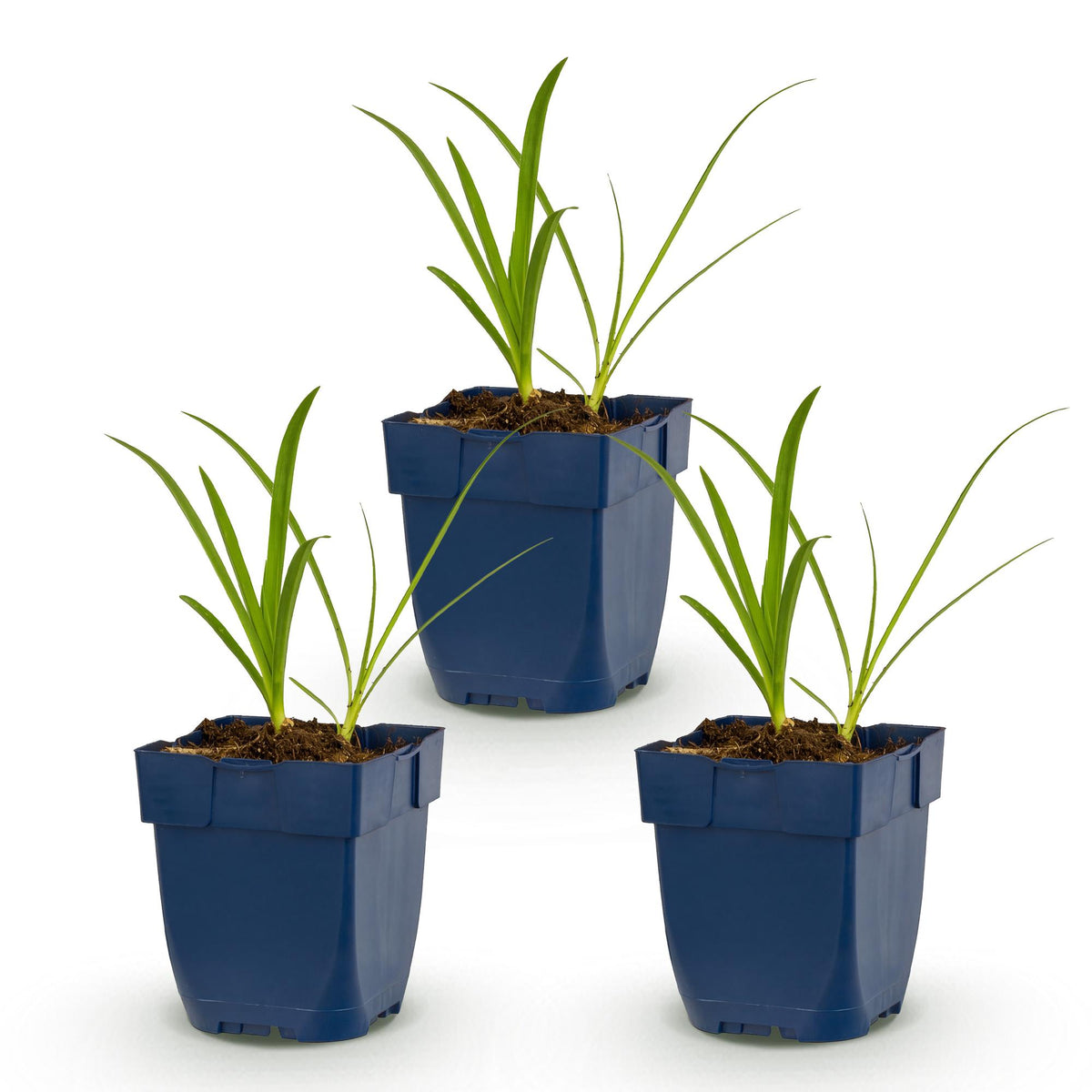 Green boutiQ - Plante vivace - Agapanthus africanus Albus - Agapanthe - Mellifère (attire les abeilles et les papillons) - Blanc - 3 plantes - Pot 11cm - Hauteur 15-25cm
