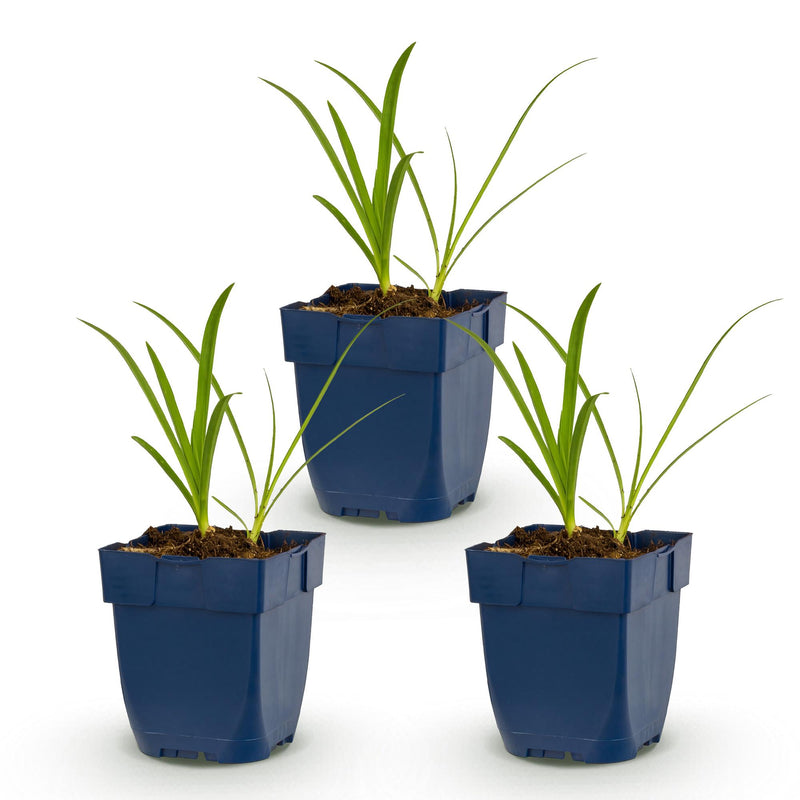 Green boutiQ - Vasteplant - Agapanthus africanus Albus - Afrikaanse Lelie - Bijen en Vlinderlokkers - Wit - 3 Planten - Pot 11cm - Hoogte 15-25cm
