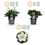 Green boutiQ - Plante de jardin - Rose de Noël - Hellébore Christmas Carol - Fleur Blanche - 1 Plante - Persistant - Pot 14cm Hauteur 30cm
