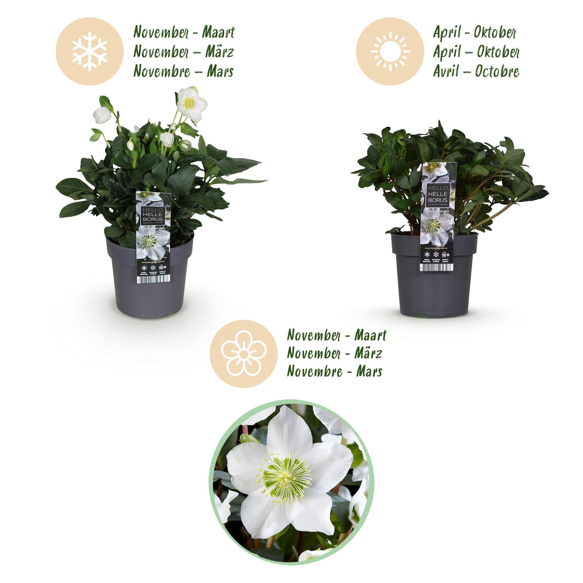 Green boutiQ - Plante de jardin - Rose de Noël - Hellébore Christmas Carol - Fleur Blanche - 1 Plante - Persistant - Pot 14cm Hauteur 30cm