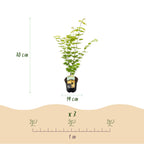 Green boutiQ - Terrassenpflanze - Japanischer Ahorn - Acer palmatum Jordan - Gelb - 1 Pflanze - Laubabwerfend - Topf 19 cm Höhe 70 cm
