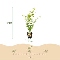 Green boutiQ - Terrasplant - Japanse Esdoorn - Acer palmatum Jordan - Geel - 1 Plant - Bladverliezend - Pot 19cm Hoogte 70cm