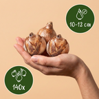 140x Bulbes pour jardin sec - Plantes à bulbes pour jardin sec - Divers - Floraison estivale - Calibre 10/12