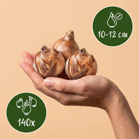 140x Bulb Dry Garden - Droge tuin bollenplanten - Diversen - Zomerbloeier - Bolmaat 10/12