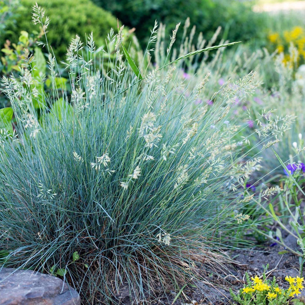 Green boutiQ - Graminées ornementales - Festuca glauca Intense Blue - Bleu - 2 Plantes - Persistant - Peu d'entretien - Pot 17cm Hauteur 50cm