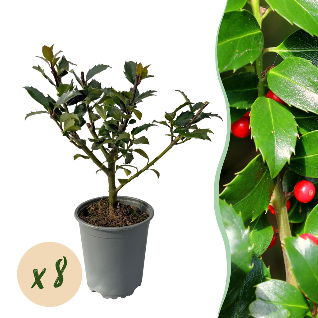 Green boutiQ - Haies - Ilex Blue Maid - feuillage vert - 8 plantes - 1 mètre linéaire - persistant - pot 9 cm hauteur 25-30 cm
