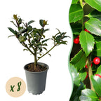 Green boutiQ - Haies - Ilex Blue Maid - feuillage vert - 8 plantes - 1 mètre linéaire - persistant - pot 9 cm hauteur 25-30 cm
