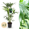 Green boutiQ - Zimmerpflanze - Howea Forsteriana - Kentia-Palme - pflegeleicht - Grün - 2 Pflanzen - Topf 19cm - Höhe 80-85cm