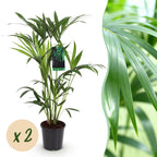 Green boutiQ - Zimmerpflanze - Howea Forsteriana - Kentia-Palme - pflegeleicht - Grün - 2 Pflanzen - Topf 19cm - Höhe 80-85cm