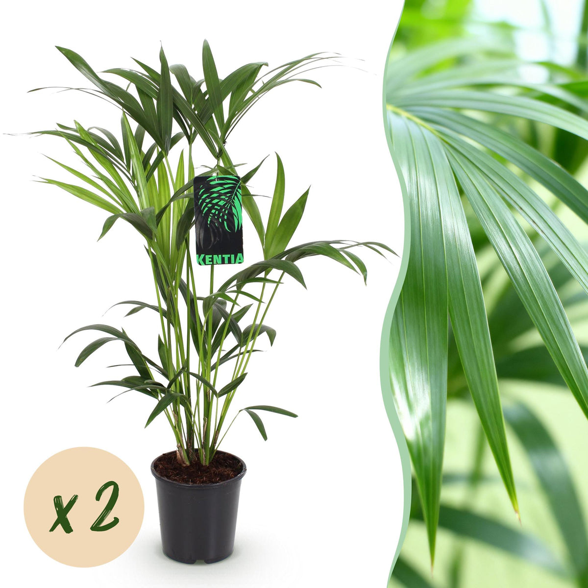 Green boutiQ - Zimmerpflanze - Howea Forsteriana - Kentia-Palme - pflegeleicht - Grün - 2 Pflanzen - Topf 19cm - Höhe 80-85cm