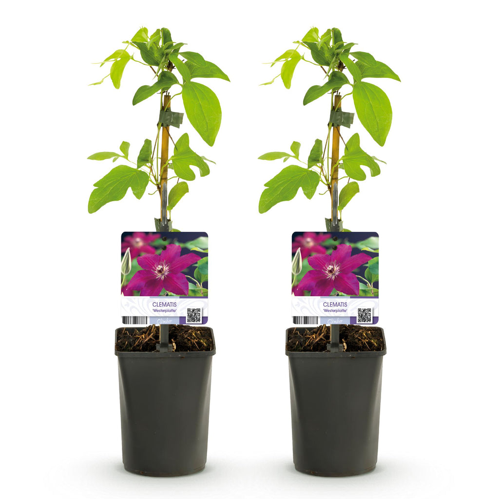 Green boutiQ - Plante grimpante - Clématite Westerplatte - Fleur rouge - Peu d'entretien - 2 plantes - Pot 11cm Hauteur 40cm