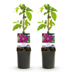 Green boutiQ - Plante grimpante - Clématite Westerplatte - Fleur rouge - Peu d'entretien - 2 plantes - Pot 11cm Hauteur 40cm