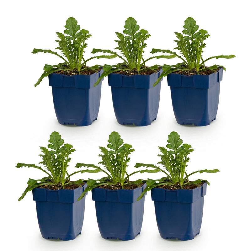 Green boutiQ - Vasteplant - Scabiosa Duo - Duifkruid - Bijen en Vlinderlokkers - Paars - Roze - 6 Planten - Pot 11cm - Hoogte 15-25cm