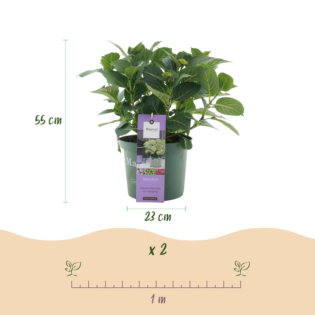 Green boutiQ - Terrassenpflanze - Hortensie - Hydrangea Magical Jewel Blue - Blau - 6-10 Blüten - 2 Pflanzen - Topf 23cm Höhe 55cm