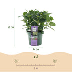 Green boutiQ - Terrassenpflanze - Hortensie - Hydrangea Magical Jewel Blue - Blau - 6-10 Blüten - 2 Pflanzen - Topf 23cm Höhe 55cm