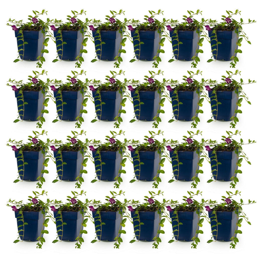 Vasteplant - Vinca minor Atropurpurea - Maagdenpalm - Bodembedekkend - Paars - 24 Planten - Pot 11cm - Hoogte 15-25cm