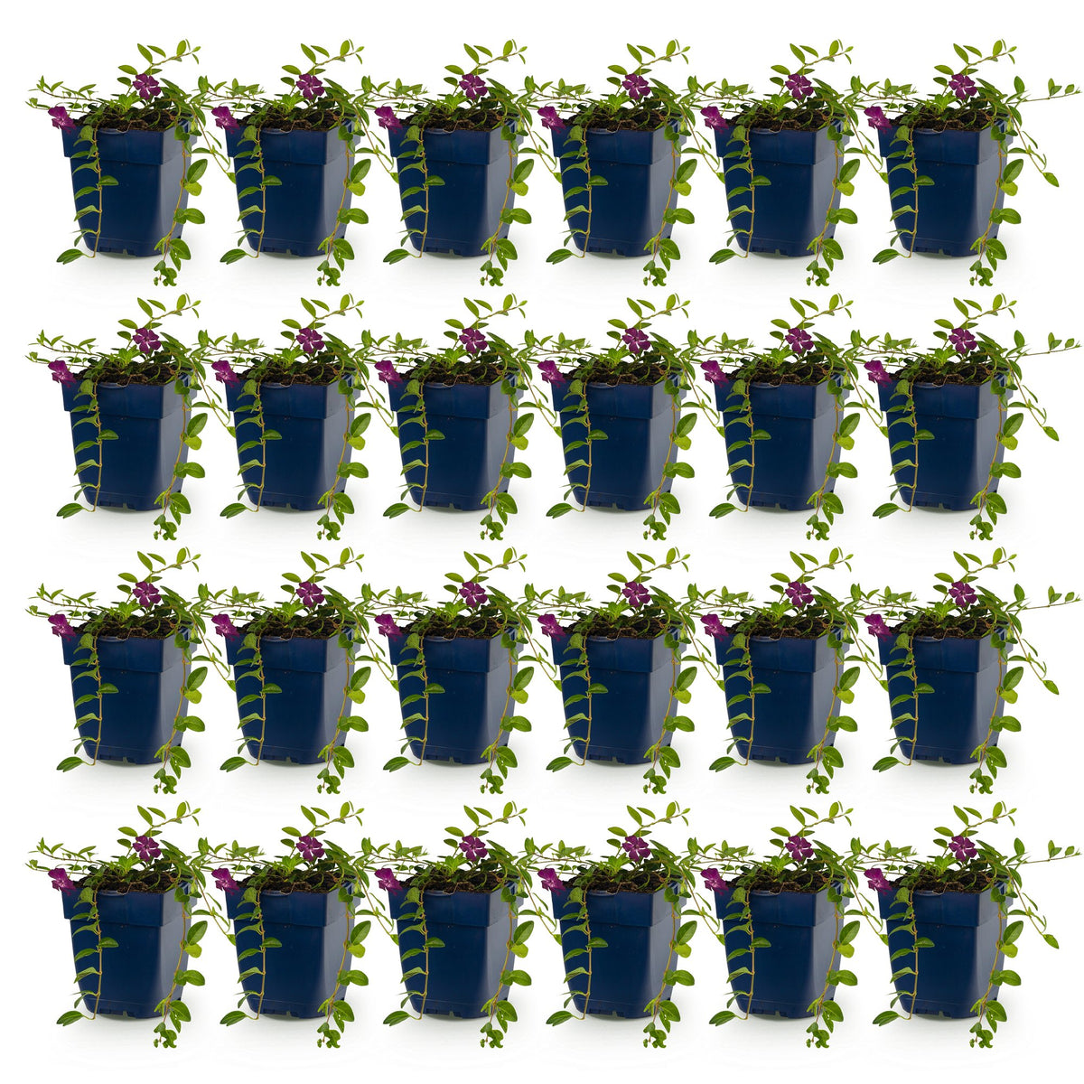 Vasteplant - Vinca minor Atropurpurea - Maagdenpalm - Bodembedekkend - Paars - 24 Planten - Pot 11cm - Hoogte 15-25cm
