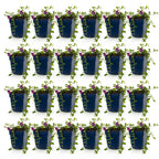 Vasteplant - Vinca minor Atropurpurea - Maagdenpalm - Bodembedekkend - Paars - 24 Planten - Pot 11cm - Hoogte 15-25cm