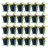 Vasteplant - Vinca minor Atropurpurea - Maagdenpalm - Bodembedekkend - Paars - 24 Planten - Pot 11cm - Hoogte 15-25cm