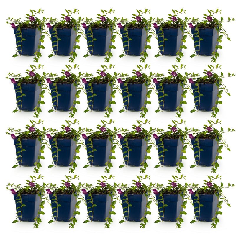 Vasteplant - Vinca minor Atropurpurea - Maagdenpalm - Bodembedekkend - Paars - 24 Planten - Pot 11cm - Hoogte 15-25cm