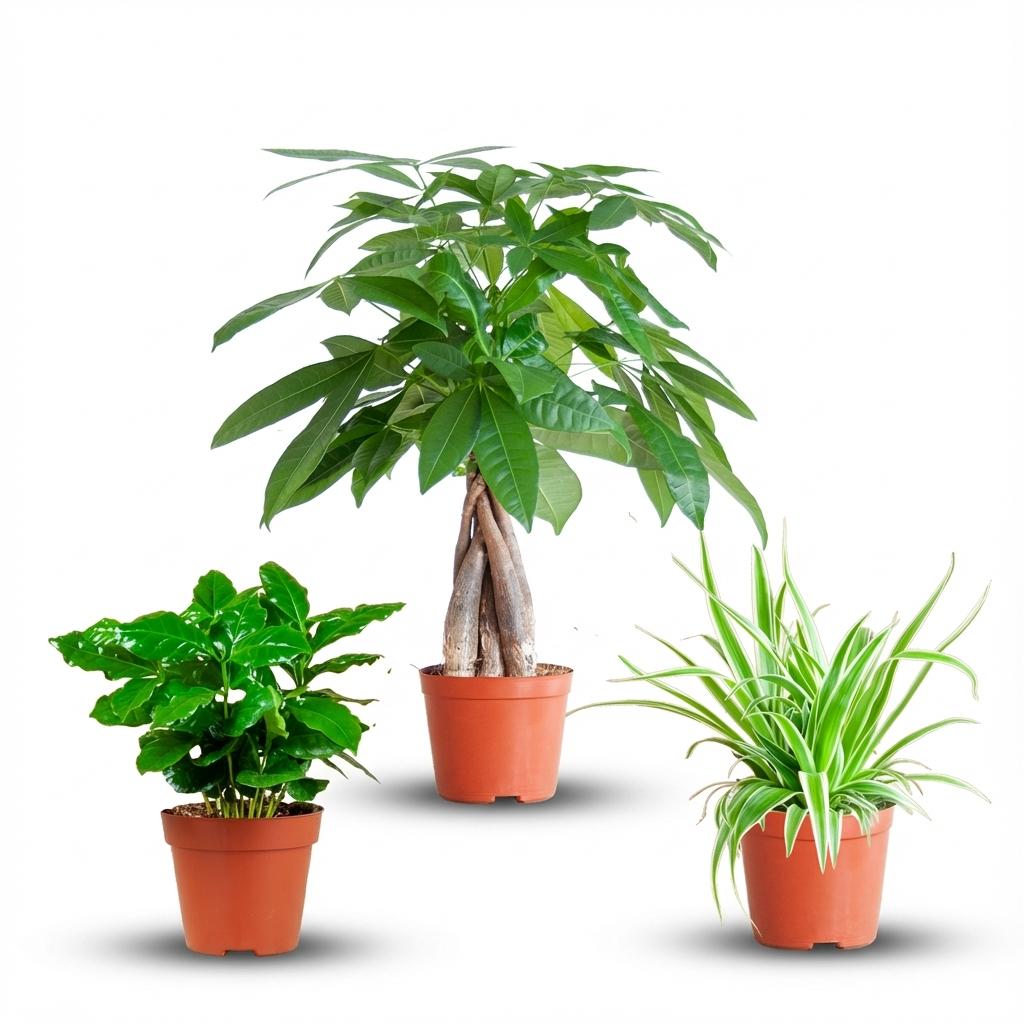 Green boutiQ - Mélange de 3 plantes d'intérieur faciles - Pachira Aquatica, Coffea Arabica, Chlorophytum - Vert - Peu d'entretien - 3 plantes - Pot 12 - 14 cm - Hauteur 25 - 45 cm