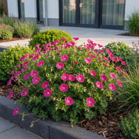 Green boutiQ - Vasteplant - Geranium sang. Max Frei - Ooievaarsbek - Bodembedekkend - Roze - 1 Plant - Pot 11cm - Hoogte 15-25cm