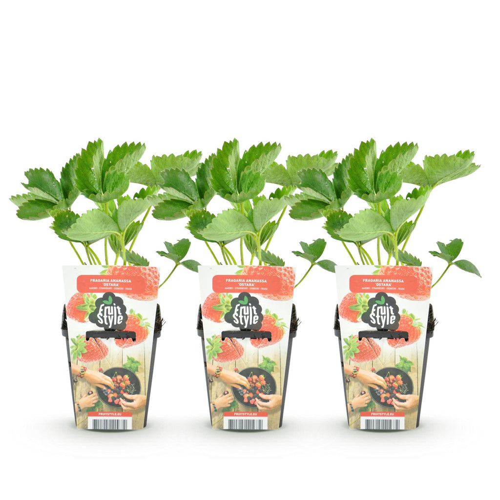 Green boutiQ - Plants fruitiers - Fraisier - Fragaria Elvira - Rustique - 3 plantes - Pot 9 cm - Fraise rouge
