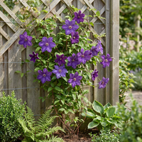 4x Clematis The President - Bosrank - Paars - Klimplant - Ø9cm - ↕35cm
