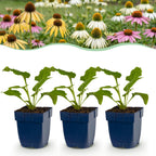 Green boutiQ - Stauden - Echinacea Tricolour - Sonnenhut - Bienen- und Schmetterlingsmagnet - Gelb - Rosa - Weiß - 12 Pflanzen - Topf 11cm - Höhe 15-25cm