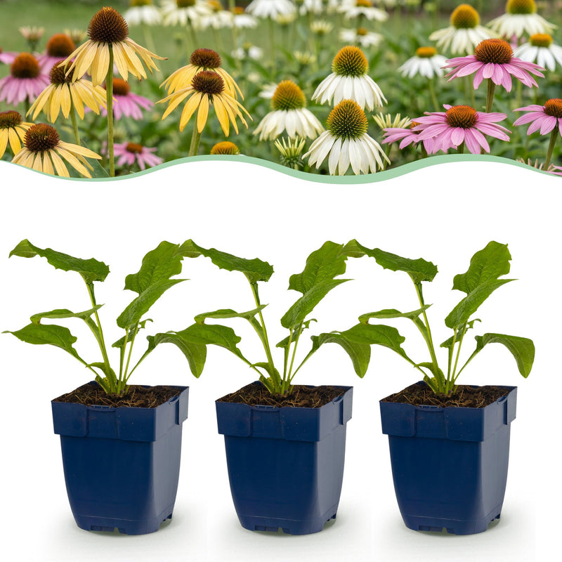 Green boutiQ - Vasteplant - Echinacea Tricolour - Zonnehoed - Bijen en Vlinderlokkers - Geel - Roze - Wit - 12 Planten - Pot 11cm - Hoogte 15-25cm