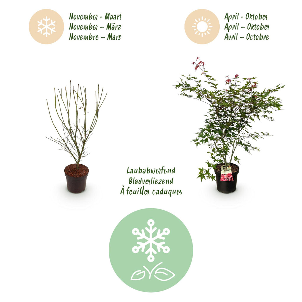 Green boutiQ - Plante de jardin - Acer palmatum Beni Maiko - Érable du Japon - Caduc - Rouge - 1 - Pot 26cm - Hauteur 90cm