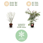 Green boutiQ - Plante de jardin - Acer palmatum Beni Maiko - Érable du Japon - Caduc - Rouge - 1 - Pot 26cm - Hauteur 90cm