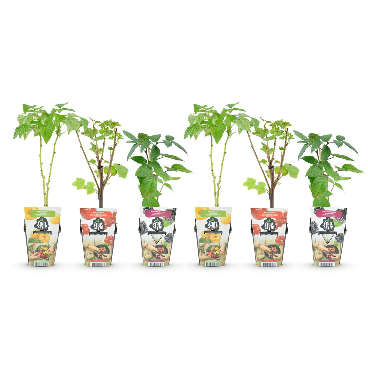 Green boutiQ - Plants fruitiers - Tricolore - Groseille rouge - Framboise jaune - Mûre noire - Rustique - 6 plantes - Pot 9cm