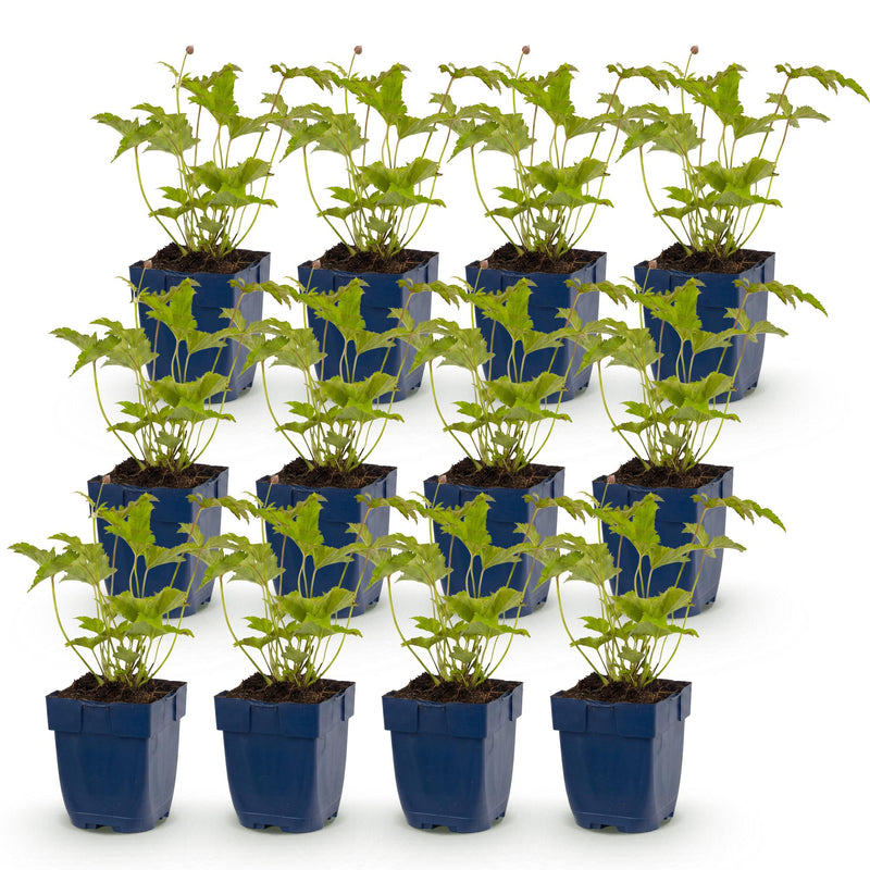 Green boutiQ - Vasteplant - Anemone hybr. Hon. Jobert - Herfst Anemoon - Schaduw - Wit - 12 Planten - Pot 11cm - Hoogte 15-25cm