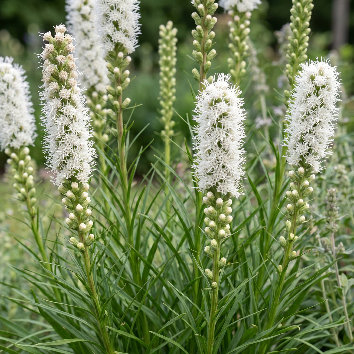 Green boutiQ - Stauden - Liatris spicata Alba - Ährige Prachtscharte - Bienen- und Schmetterlingsmagnet - Weiß - 12 Pflanzen - Topf 11cm - Höhe 15-25cm