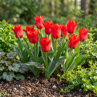 30x Tulipa Greigii Red - Greigii-tulp - Rood - Voorjaarsbloeier - Bolmaat 11/12