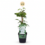 6x Clematis Jackmanii Huldine - Clématite - Blanc - Plante grimpante - Ø9cm - ↕35cm