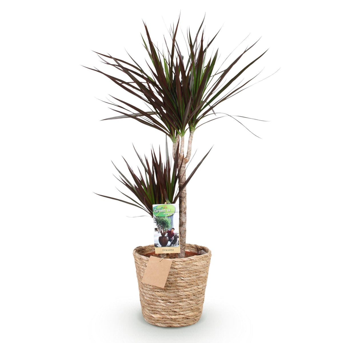Green BoutiQ - Green is... Plantes d'intérieur - Dracaena Magenta - Dragonnier - Peu d'entretien - avec panier - Vert - 1 plante - Pot 21cm - Hauteur 90-100cm